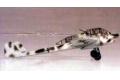 ITALERI 1239 1/72 WW II德國.空軍 福克.沃夫公司FW-189.A-1'貓頭鷹'偵察機