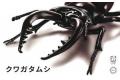 FUJIMI 170732 自由研究系列--#022 鍬形蟲 STAG BEETLE@@