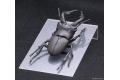 FUJIMI 170732 自由研究系列--#022 鍬形蟲 STAG BEETLE@@