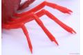 FUJIMI 170831 自由研究.生物篇--#24 小龍蝦(紅色)/免膠水黏合 CRAYFISH(RED)