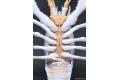 FUJIMI 170886.EX-2 自由研究.生物篇--#24.EX-2 小龍蝦(白色)/免膠水黏合 CRAYFISH(WHITE)