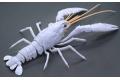 FUJIMI 170886.EX-2 自由研究.生物篇--#24.EX-2 小龍蝦(白色)/免膠水黏合 CRAYFISH(WHITE)
