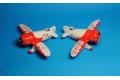 DORA WINGS DW-14402 1/144 美國 2014年湯姆森杯競速比賽'吉比/GEE BEE' R-1/R-2競速機