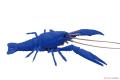 FUJIMI 170879 自由研究.生物篇--#24.EX-1 小龍蝦(藍色)/免膠水黏合 CRAYFISH(BLUE)