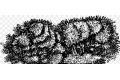 M-BOX ass-111 矮樹叢 UNDERGROWTH