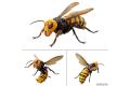 海洋堂/KAIYODO 170033 1/1 REVOGEO系列--亞洲.大虎頭蜂 ASIAN GIANT HORNET@@