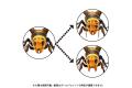 海洋堂/KAIYODO 170033 1/1 REVOGEO系列--亞洲.大虎頭蜂 ASIAN GIANT HORNET@@
