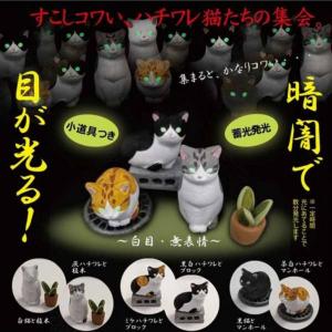 SHING 269331 螢光貓眼的聚會 FLUORESCENT' EYES CAT GET TOGETHER